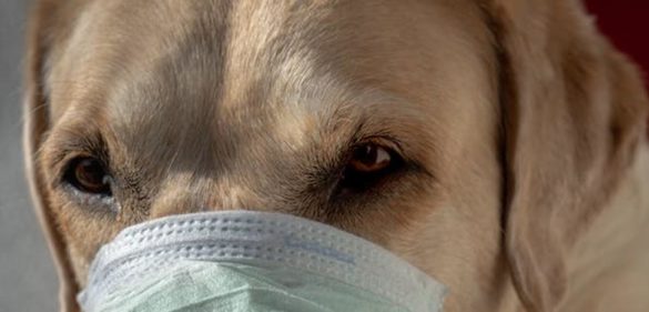 las-mascotas-son-victimas-del-coronavirus-pero-no-lo-contagian
