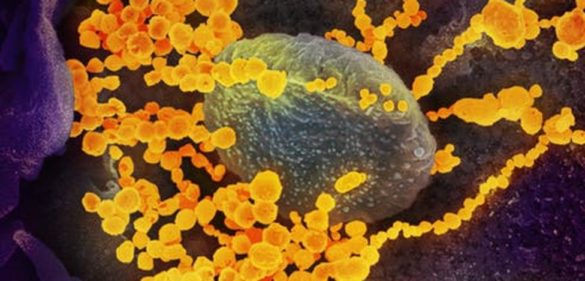 el-origen-del-coronavirus-sars-cov-2-a-la-luz-de-la-evolucion