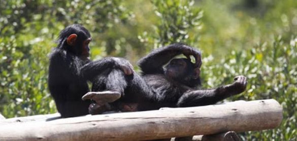 covid-19-en-los-primates-debemos-preocuparnos