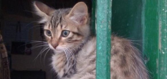 detectado-el-primer-caso-de-coronavirus-en-un-gato-en-espana