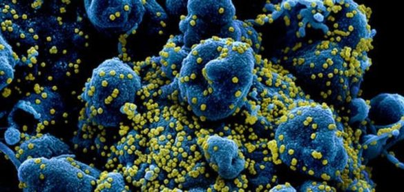 el-coronavirus-y-la-fuerza-de-la-seleccion-natural