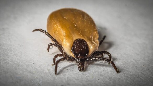 que-es-la-enfermedad-de-lyme-causas-sintomas-y-tratamiento