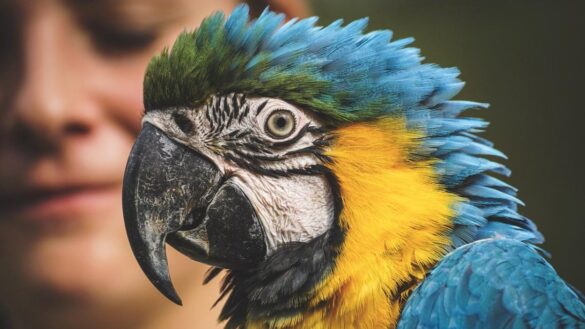 coloridos,-inteligentes-y-parlanchines.-¿que-hay-que-tener-en-cuenta-para-convivir-con-un-loro-en-casa?