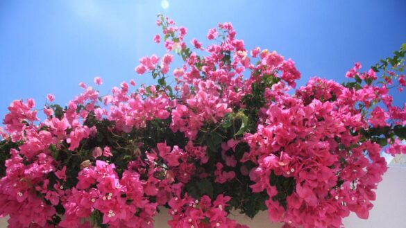 doce-plantas-de-exterior-que-resisten-al-sol-y-al-calor-en-balcones-y-terrazas
