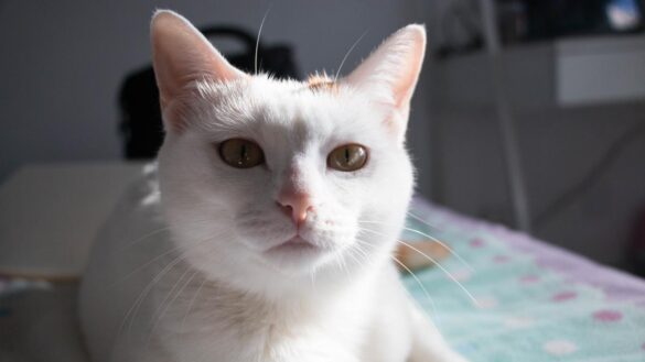 esterilizacion-en-gatos:-¿cuando-realizarla?-¿es-bueno-para-su-salud?-¿engordara?