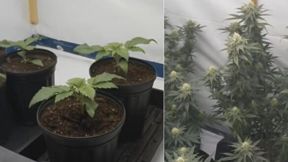 demuestran-que-fumar-cannabis-de-forma-ocasional-altera-la-vision-y-la-conduccion