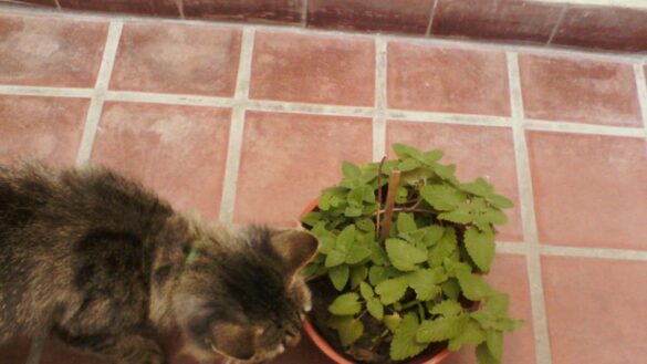 descubren-el-motivo-por-el-que-a-los-gatos-les-vuelve-locos-la-hierba-gatera