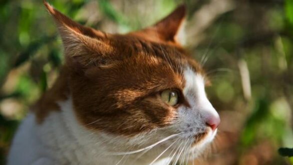 perdida-de-gusto,-artrosis,-enfermedades-renales…-¿como-y-cuando-manifiestan-los-gatos-los-primeros-signos-de-vejez?