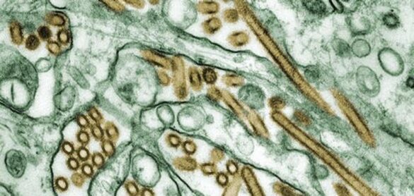¿por-que-la-gripe-casi-ha-desaparecido-pero-el-coronavirus-sigue-extendiendose?