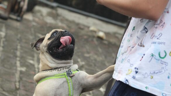 ¿tu-perro-se-te-abalanza-cuando-llegas-a-casa?-¿salta-sobre-las-personas-en-la-calle?-sigue-estos-consejos