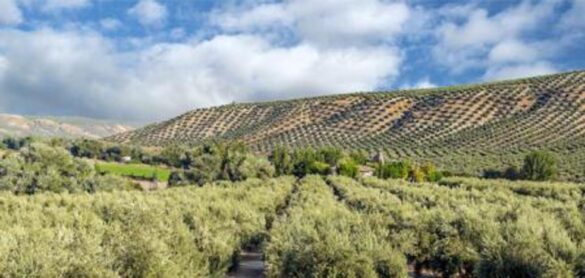 consumo-sacara-el-aceite-de-oliva-del-etiquetado-nutriscore