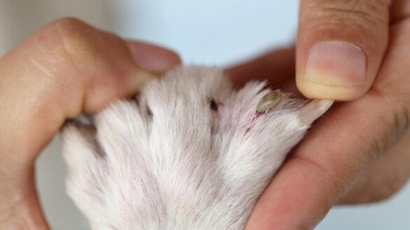 erliquia-o-ehrlichiosis-canina.-que-sintomas-produce-y-como-se-trata-y-previene