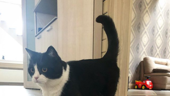 caracteristicas-de-las-principales-razas-de-gatos