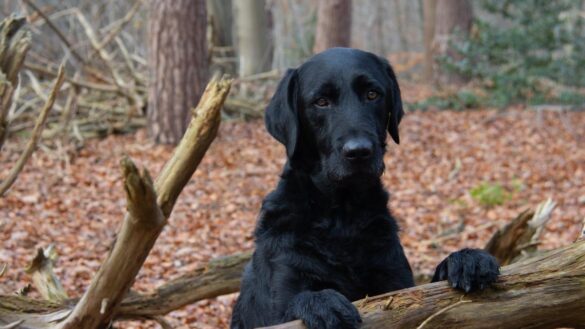 los-perros-tienen-conciencia-corporal-y-comprenden-las-consecuencias-de-sus-propias-acciones