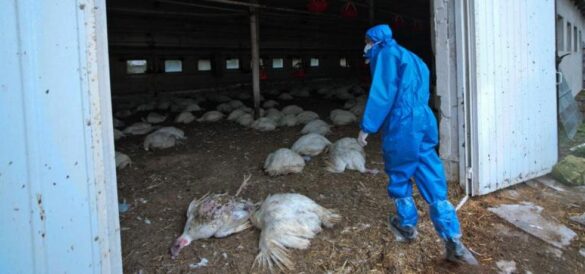 ¿es-peligrosa-la-cepa-h5n8-de-la-gripe-aviar-en-humanos?
