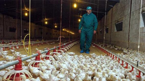 la-oms-analiza-el-primer-caso-de-gripe-aviar-h5n8-detectado:-«el-riesgo-de-contagio-entre-humanos-es-bajo»