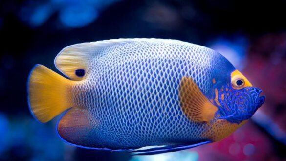 coloridos,-bellos-y-muy-hipnoticos.-consejos-para-iniciarse-en-el-cuidado-de-los-peces-tropicales