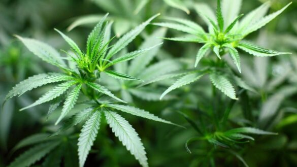 una-investigacion-concluye-que-fumar-cannabis-deteriora-la-vista-significativamente