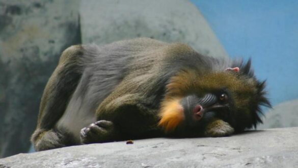 los-animales-tambien-practican-el-distanciamiento-social-cuando-enferman