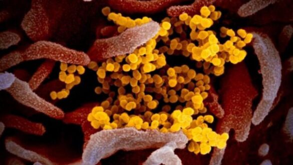 inquietud-en-la-comunidad-cientifica-por-las-nuevas-variantes-del-coronavirus
