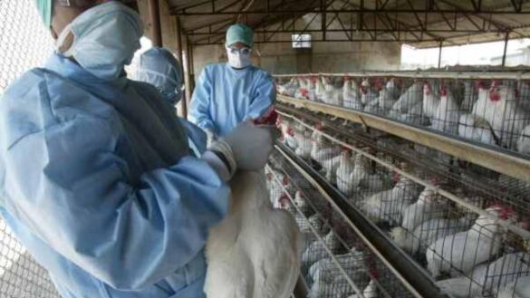 gripe-aviar-h5n8:-¿existe-riesgo-para-los-seres-humanos?