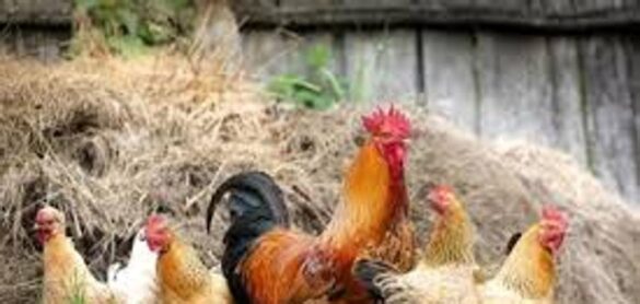gripe-aviar-h5n8:-¿existe-riesgo-para-los-seres-humanos?
