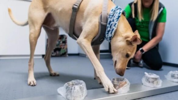 los-perros-adiestrados-para-detectar-asintomaticos-de-covid-llegaran-pronto-a-los-aeropuertos-internacionales