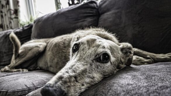 la-odisea-de-buscar-vivienda-en-alquiler-teniendo-perros-o-gatos:-consejos-para-arrendatarios-y-arrendadores