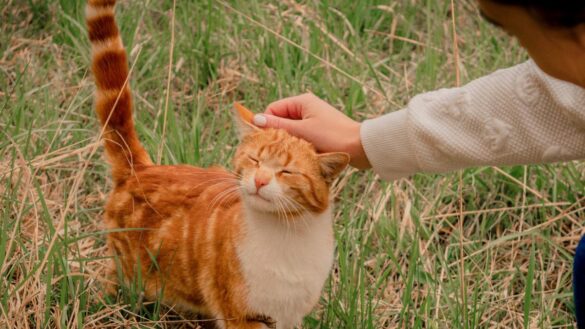 ¿son-desleales-los-gatos?-esto-dice-un-experimento-reciente
