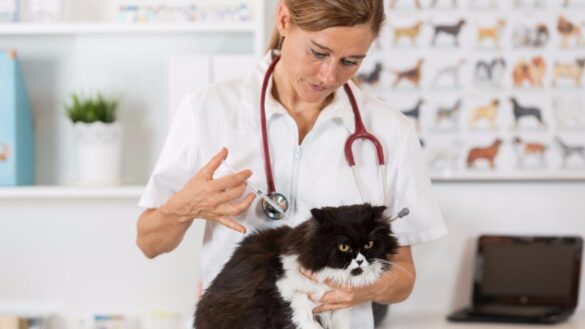 los-veterinarios-avisan-de-que-la-variante-britanica-del-coronavirus-esta-vinculada-con-problemas-cardiacos-en-mascotas