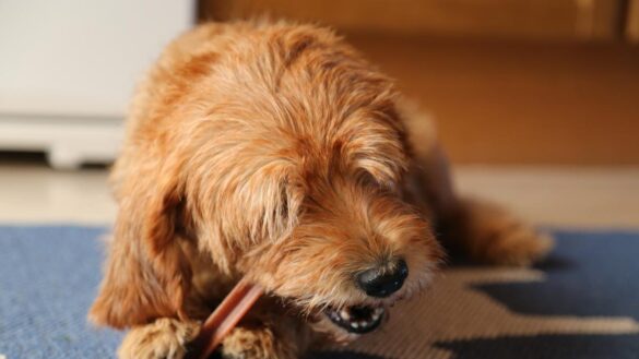 ¿hay-que-lavar-sus-dientes?-¿que-comida-es-la-mejor?-consejos-para-cuidar-la-salud-bucodental-de-perros-y-gatos