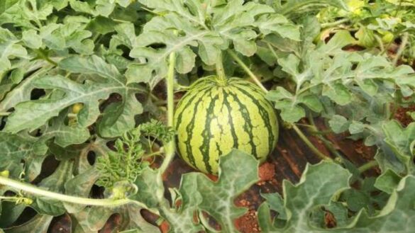 crea-tu-huerto:-propiedades-de-los-productos-que-puedes-plantar-en-abril