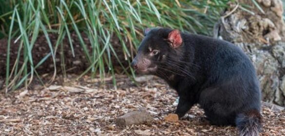 ¿de-donde-viene-el-cancer-y-por-que-no-ha-desaparecido-con-la-evolucion?