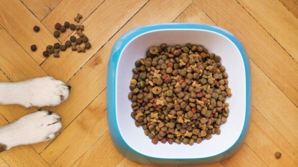 preguntas-y-respuestas-sobre-la-alimentacion-sin-cereales-(‘grain-free’)-para-mascotas,-¿es-mas-sana?