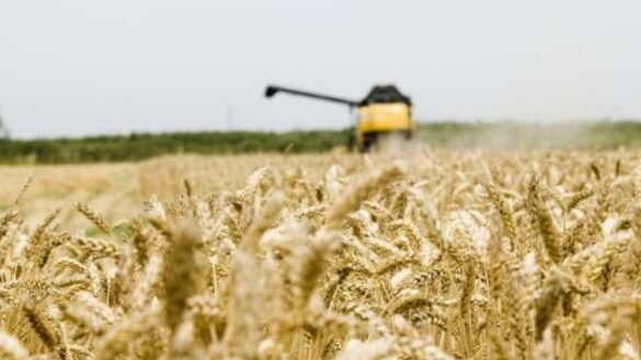 el-selenio,-el-nutriente-que-podria-alargar-la-vida:-¿en-que-alimentos-se-encuentra?