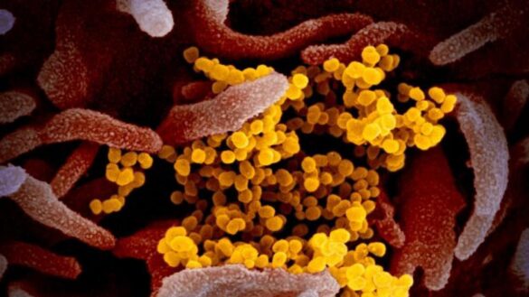 desarrollan-una-aplicacion-web-que-clasifica-el-riesgo-de-propagacion-de-los-virus-recien-detectados