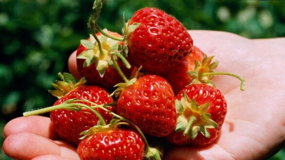 la-temporada-de-la-fresa,-fuente-de-vitamina-c,-llega-con-la-primavera:-¿cuales-son-sus-beneficios-para-la-salud?
