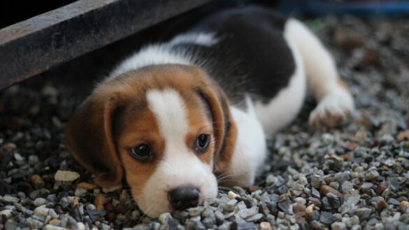 ¿que-es-el-parvovirus?-la-enfermedad-que-causa-un-«50%-de-mortalidad»-en-los-perros