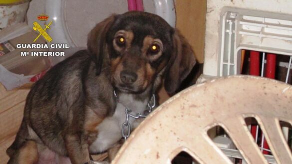 «es-muy-importante-detectar-la-violencia-de-los-ninos-sobre-las-mascotas,-porque-puede-ser-indicativa-de-muchas-cosas»