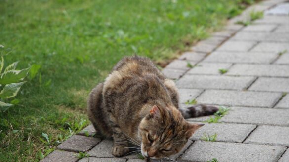 calicivirus-felino,-el-resfriado-de-los-gatos:-¿como-se-contrae?-¿tiene-cura?-¿puede-transmitirse-al-ser-humano?