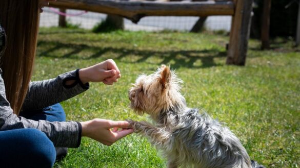 ordenes-cortas,-refuerzo-positivo…-once-consejos-para-iniciar-el-adiestramiento-de-tu-perro