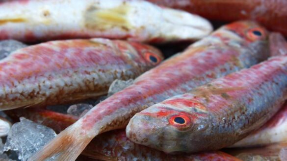 ¿que-carnes-y-pescados-estan-de-temporada-en-mayo?