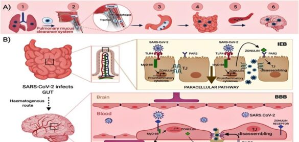 identifican-una-molecula-que-transporta-la-covid-a-la-sangre