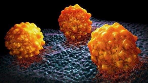 las-incipientes-vacunas-contra-el-cancer:-una-basada-en-celulas-madre-podria-proteger-contra-el-de-pancreas