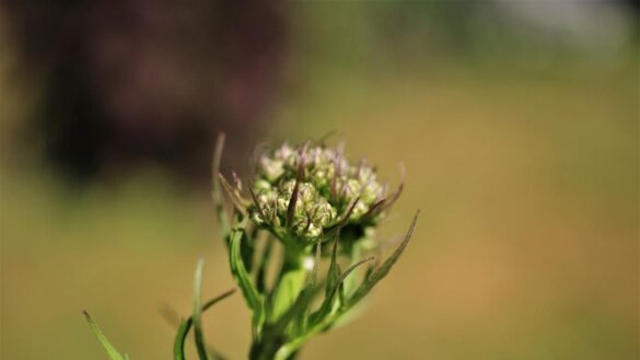 cinco-alternativas-naturales-para-dormir