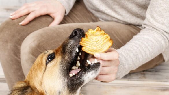 cinco-alimentos-de-humano-que-los-perros-no-deberian-de-comer-nunca