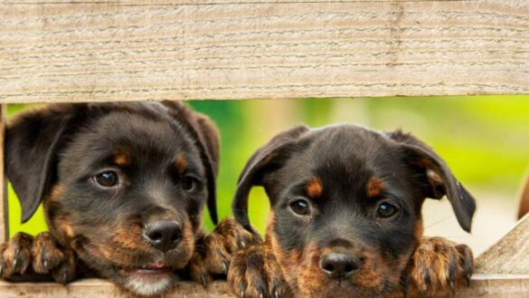 cinco-senales-de-que-un-perro-tiene-pulgas:-pasos-para-deshacerse-de-ellas