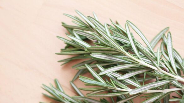 el-romero,-una-planta-con-efectos-antioxidantes:-¿cuales-son-sus-beneficios-para-tu-salud?