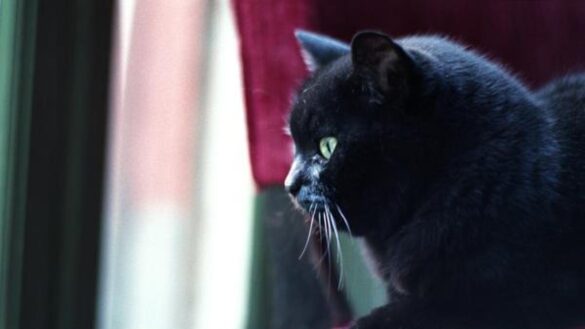 ¿me-llevo-al-gato-de-vacaciones?-consejos-para-dejarlo-en-casa-de-una-forma-segura-y-responsable