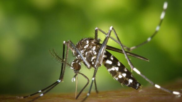 viene-el-calor-y-vuelven-los-mosquitos:-¿que-especies-son-las-mas-peligrosas-y-que-enfermedades-transmiten?